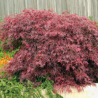 Japansk blodfliklönn 'Garnet', Acer palmatum Garnet (diss. Garnet)