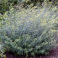 Rödvide 'Nana', Salix purpurea Nana   (Gracilis)