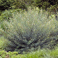 Rödvide, Salix purpurea 
