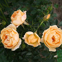 Rosa 'Amber Cover'
