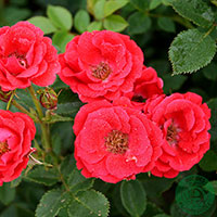 Rosa 'Charming Cover'