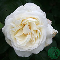 Rosa 'Claus Dalby'