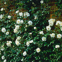 Rosa 'Climbing Schneewittchen/ Climbing Iceberg'