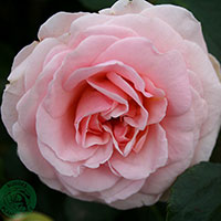 Rosa 'Dronning Margrethe'