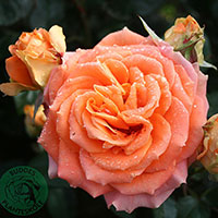 Rosa 'Flora Danica'