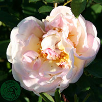 Rosa 'Frühlingsduft'