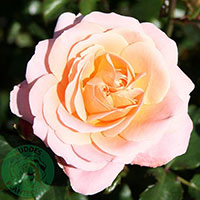 Rosa 'Kalmar'