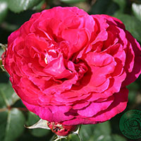 Rosa 'Katherine Renaissance'