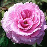 Rosa 'Lavender Ice'