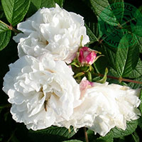 Rosa 'Louis Bugnet'