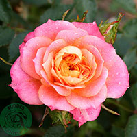 Rosa 'Mandarin'