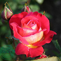 Rosa 'Midsummer'