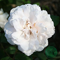 Rosa 'Mme Alfred Carriere'
