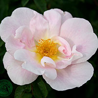 Rosa 'Nevada'