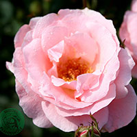 Rosa 'Queen Elisabeth'