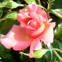 Rosa 'Rosenresli'