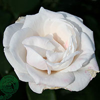 Rosa 'Royal Copenhagen'