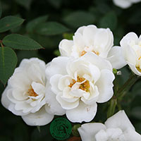 Rosa 'White Cover'