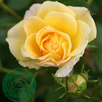 Rosa 'Yellow Fairy'