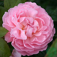 Rosa 'The Generous Gardener'