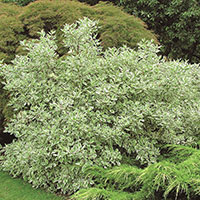 Rysk kornell 'Eligantissima',  Cornus alba Elegantissima