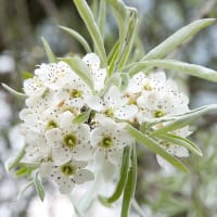 Silverpäron, Pyrus salcifolia, 'Pendula'