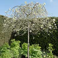 Silverpäron, Pyrus salcifolia, 'Pendula'