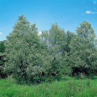 Silverpil, Salix alba 'Sericea'