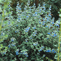 Skäggbuske 'Heavenly Blue', Caryopteris clandonensis Heavenly Blue