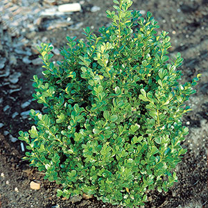 Småbladig buxbom 'Faulkner',  Buxus microphylla (sem) Faulkner