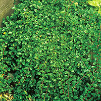 Småbladigt krypoxbär 'Eichholtz',  Cotoneaster radicans Eichholz