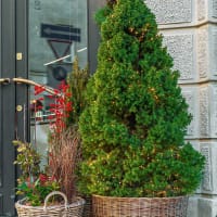 Sockertoppsgran 'Conica'