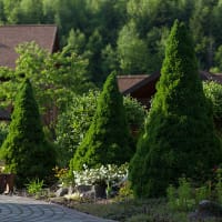 Sockertoppsgran 'Conica'