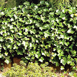 Storbladig murgröna Hedera hibernica