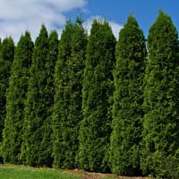 Thuja occidentalis 'Smaragd'