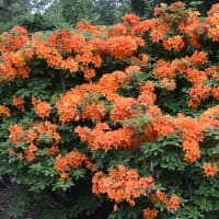 Trädgårdsazalea 'Golden Eagle' 