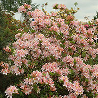 Närbild på blomma Trädgårdsazalea 'Irene Koster'
