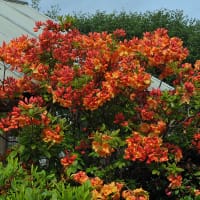 Trädgårdsazalea 'Knaphill Gibraltar'