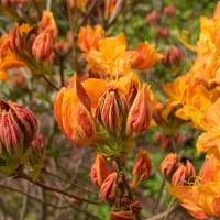 Trädgårdsazalea 'Knaphill Klondyke'