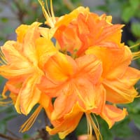 Trädgårdsazalea 'Knaphill Klondyke' 