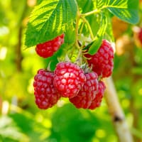 Trädgårdshallon 'Mormorshallon' Rubus idaeus
