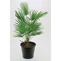 Väderkvarnspalm, Chamaerops excelsa