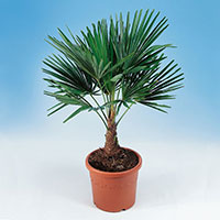 Väderkvarnspalm, Chamaerops excelsa