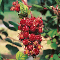 Vinhallon Rubus phoenicolasius