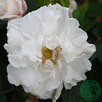 Rosa 'Louise Bugnet'