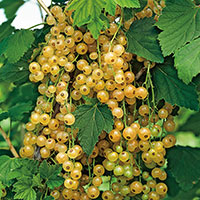 Vita vinbär 'Vita Holländska' på stam Ribes