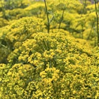 Dill 'Hedger'