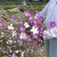 Sommarklätt Queen Mixed