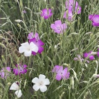 Sommarklätt Queen Mixed