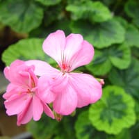 Pelargon Warrion med rosa blommor